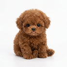 Robot Puppy Interactive Toy Walking Barking Sounds - brown