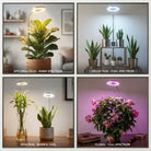 Grow Lamp With Full Spectrum LED And Adjustable Height