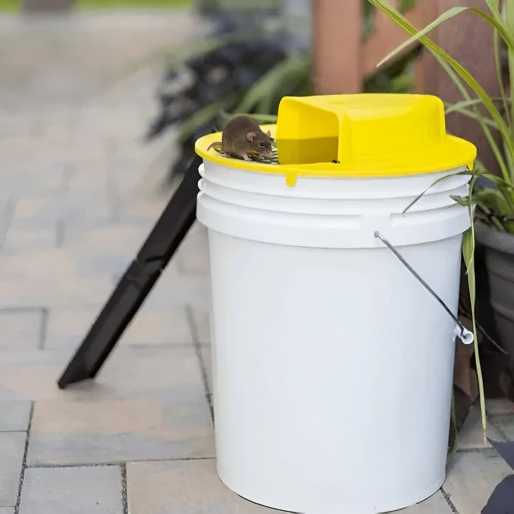 Automatic reusable mouse trap for rodent control