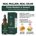 Mullein tincture with chlorophyll for respiratory support