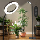 Grow Lamp With Full Spectrum LED And Adjustable Height